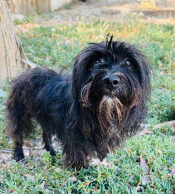 Enlarge Willie, a Adoptable mixed breed in Valley Village, CA image 3/5