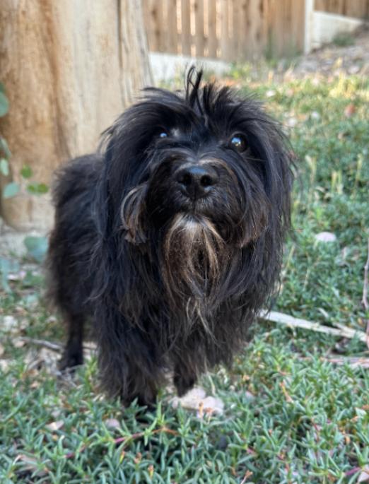 Enlarge Willie, a Adoptable mixed breed in Valley Village, CA image 4/5