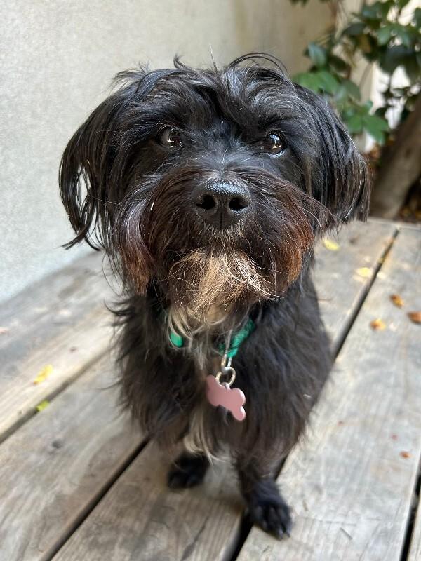 Enlarge Willie, a Adoptable mixed breed in Valley Village, CA image 1/6