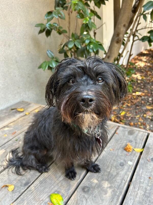 Enlarge Willie, a Adoptable mixed breed in Valley Village, CA image 2/6