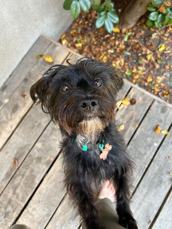 Enlarge Willie, a Adoptable mixed breed in Valley Village, CA image 3/6