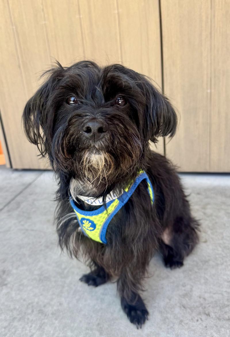 Enlarge Willie, a Adoptable mixed breed in Valley Village, CA image 4/6