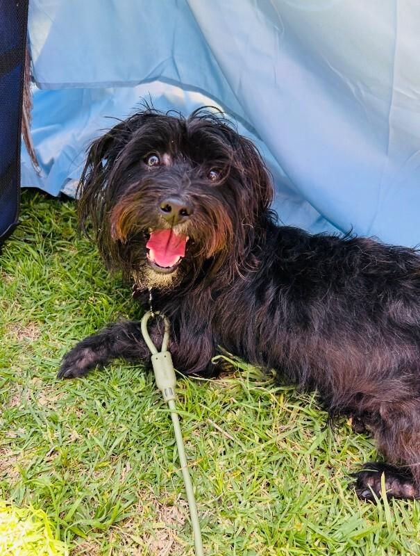 Enlarge Willie, a Adoptable mixed breed in Valley Village, CA image 5/5