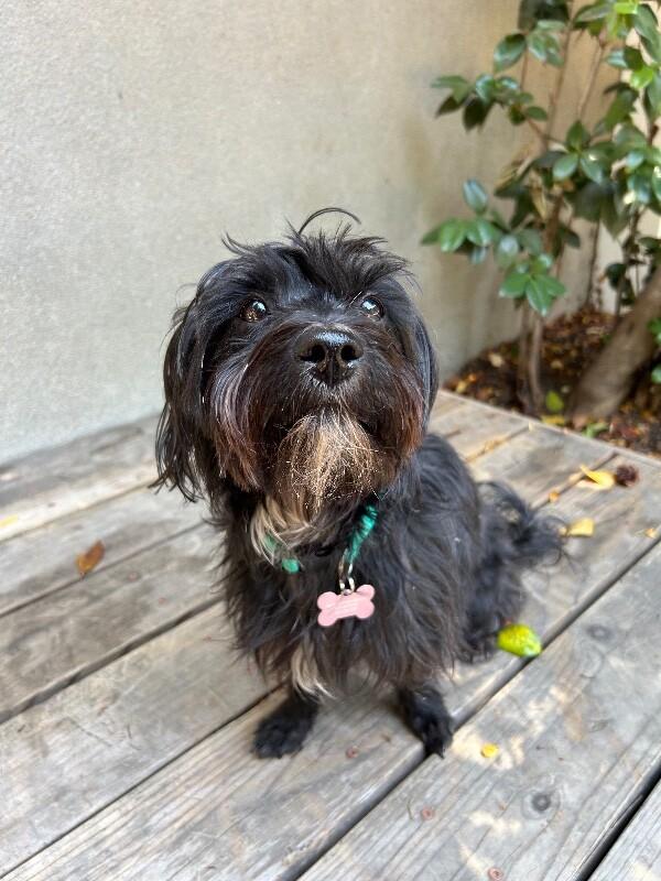 Enlarge Willie, a Adoptable mixed breed in Valley Village, CA image 5/6