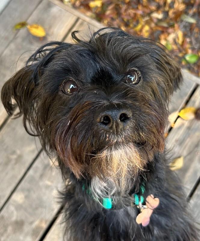 Enlarge Willie, a Adoptable mixed breed in Valley Village, CA image 6/6