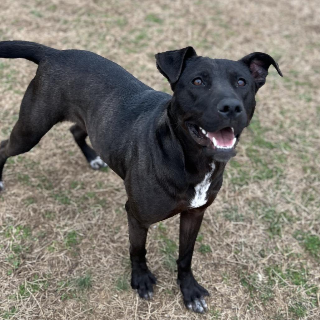 Enlarge Donut, a Adoptable Mixed Breed in Chattanooga, TN image 1/6