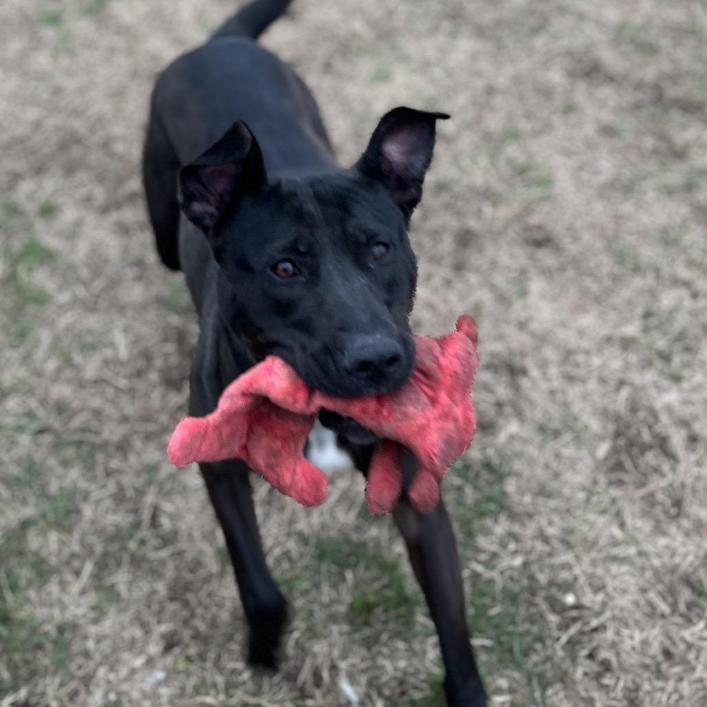 Enlarge Donut, a Adoptable Mixed Breed in Chattanooga, TN image 2/6