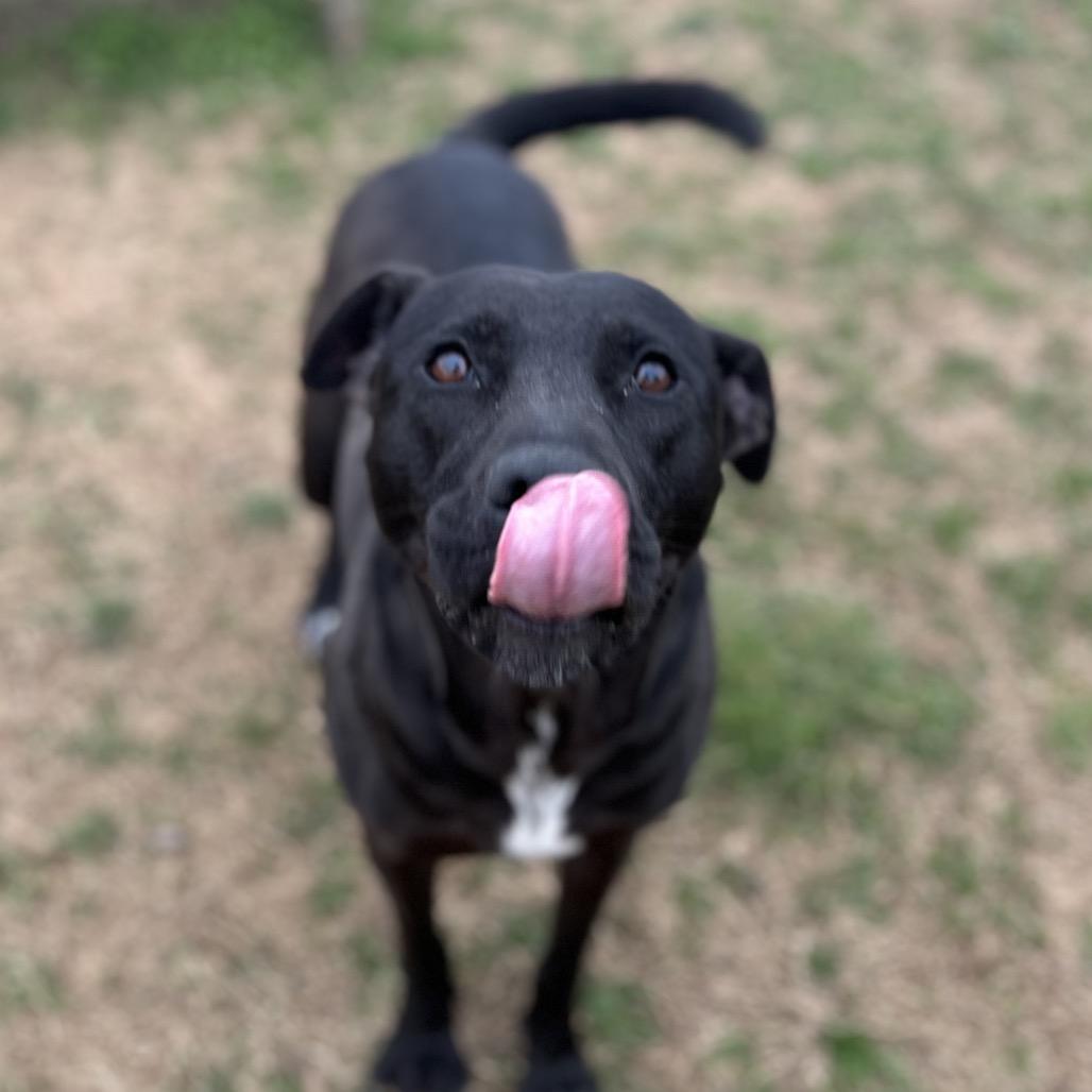 Enlarge Donut, a Adoptable Mixed Breed in Chattanooga, TN image 3/6
