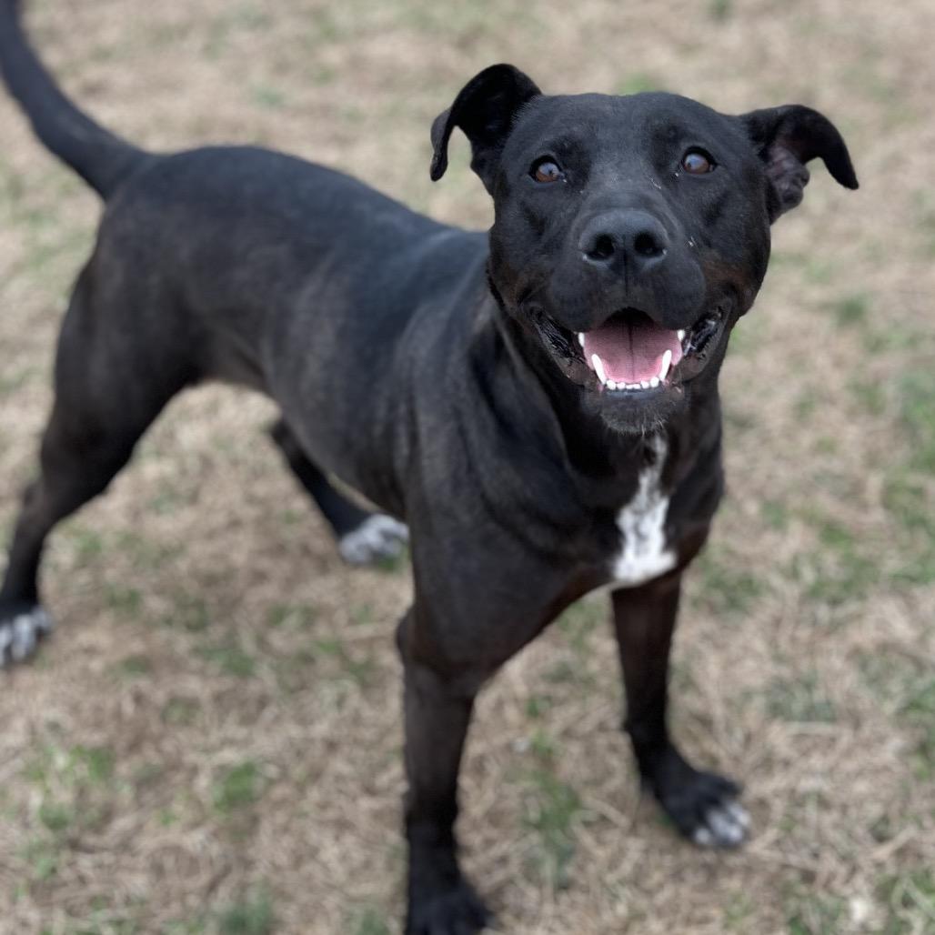 Enlarge Donut, a Adoptable Mixed Breed in Chattanooga, TN image 4/6