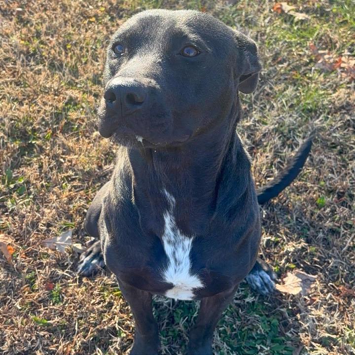 Enlarge Donut, a Adoptable Mixed Breed in Chattanooga, TN image 1/6