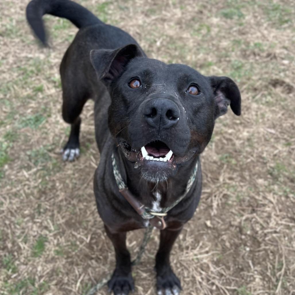 Enlarge Donut, a Adoptable Mixed Breed in Chattanooga, TN image 5/6