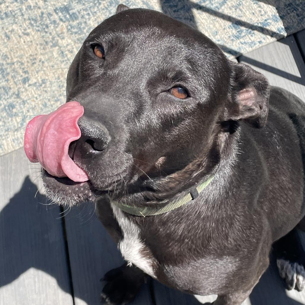Enlarge Donut, a Adoptable Mixed Breed in Chattanooga, TN image 4/6