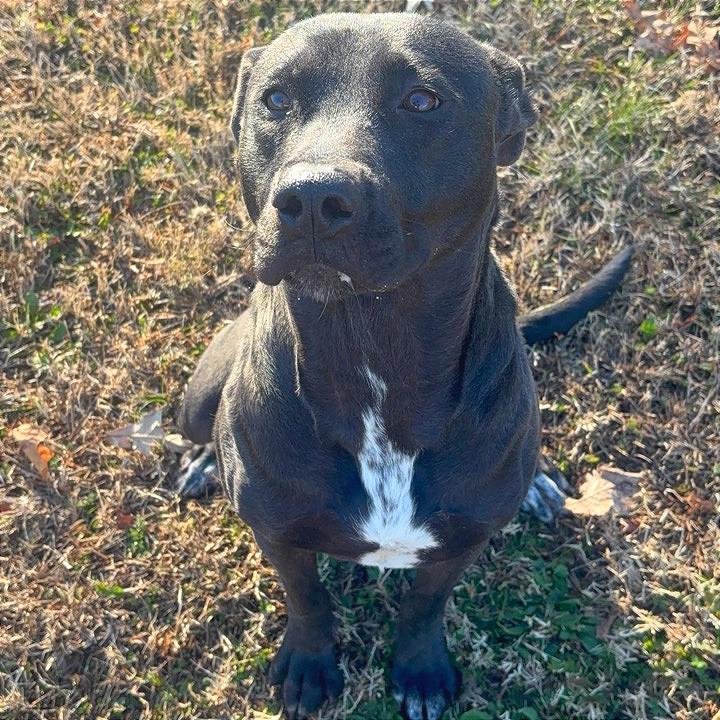 Enlarge Donut, a Adoptable Mixed Breed in Chattanooga, TN image 2/6