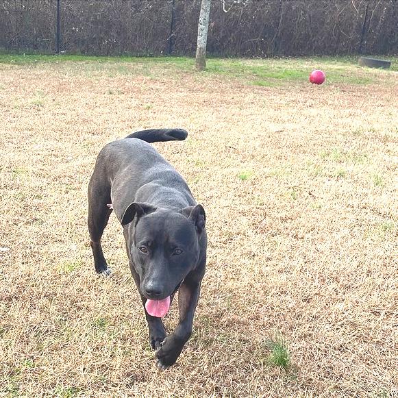 Enlarge Donut, a Adoptable Mixed Breed in Chattanooga, TN image 4/6