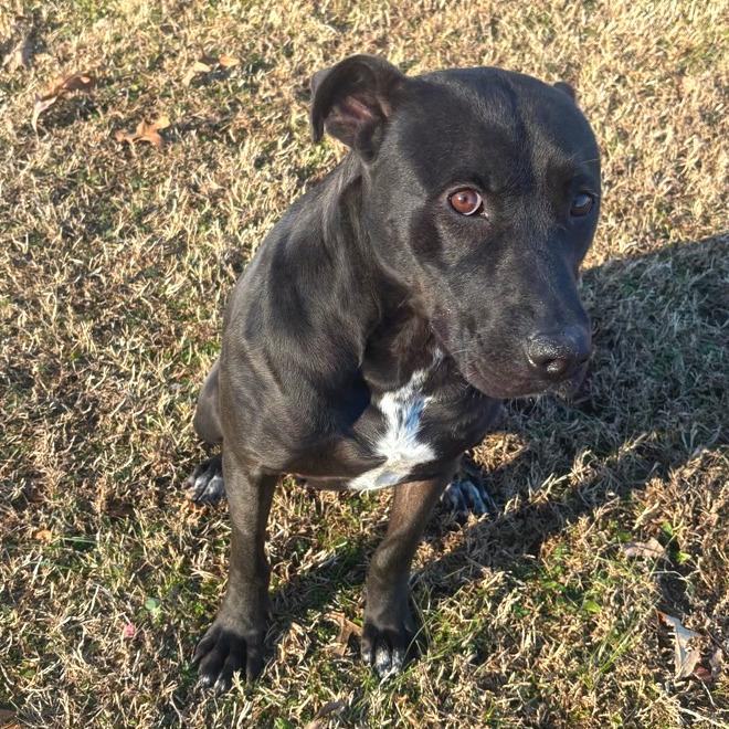 Enlarge Donut, a Adoptable Mixed Breed in Chattanooga, TN image 5/6