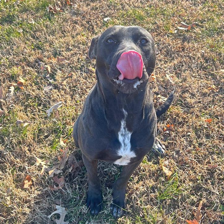 Enlarge Donut, a Adoptable Mixed Breed in Chattanooga, TN image 6/6