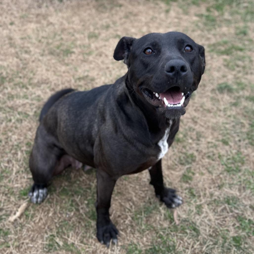 Enlarge Donut, a Adoptable Mixed Breed in Chattanooga, TN image 6/6