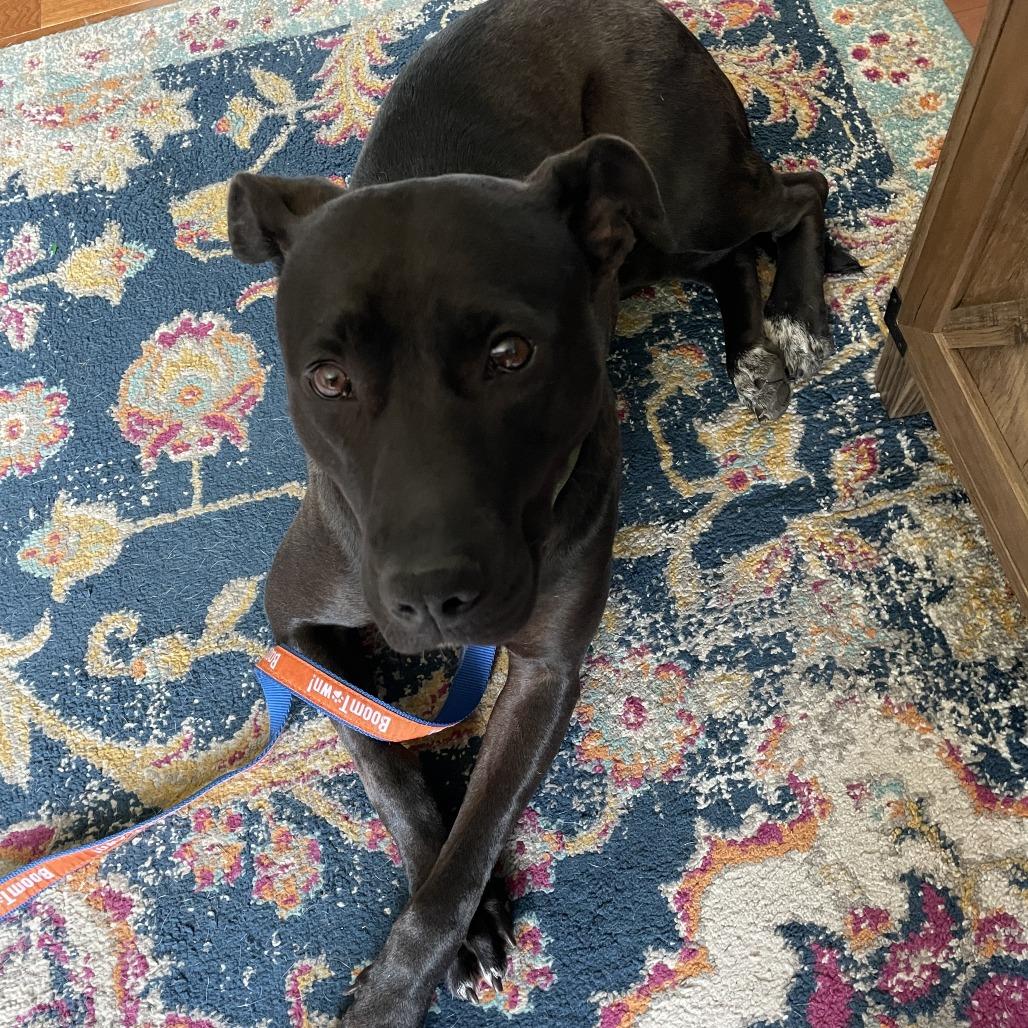 Enlarge Donut, a Adoptable Mixed Breed in Chattanooga, TN image 6/6