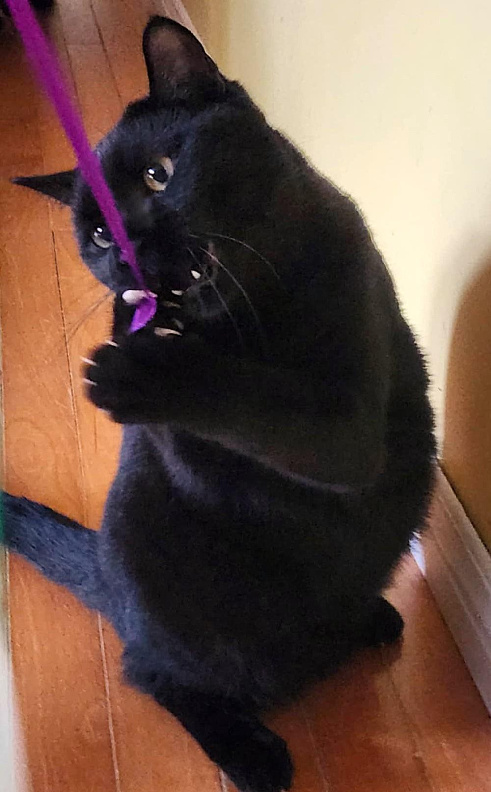 Enlarge Gipsy, a ADOPTABLE Domestic Short Hair in Chertsey, QC image 2/5