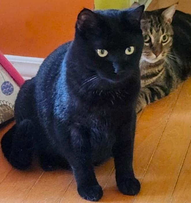 Enlarge Gipsy, a ADOPTABLE Domestic Short Hair in Chertsey, QC image 5/5