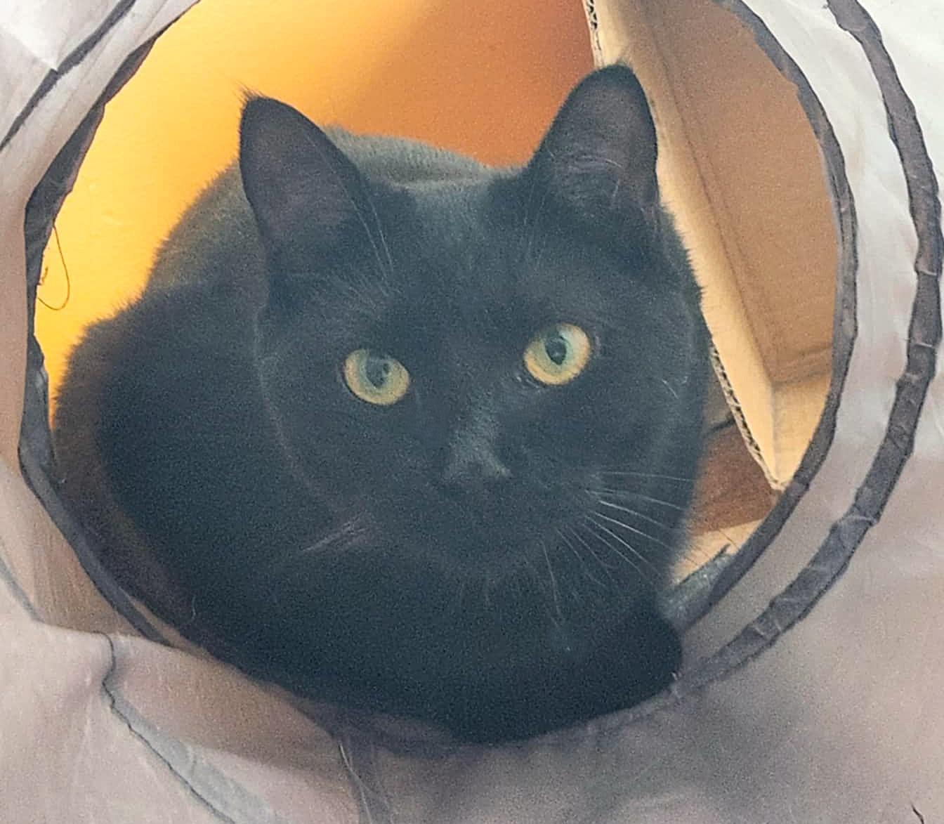 Enlarge Gipsy, a ADOPTABLE Domestic Short Hair in Chertsey, QC image 4/5