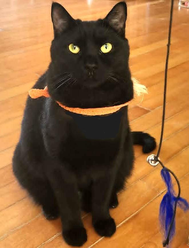 Enlarge Gipsy, a ADOPTABLE Domestic Short Hair in Chertsey, QC image 1/5