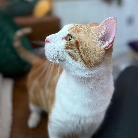 Jelly Roll — thumbnail 5