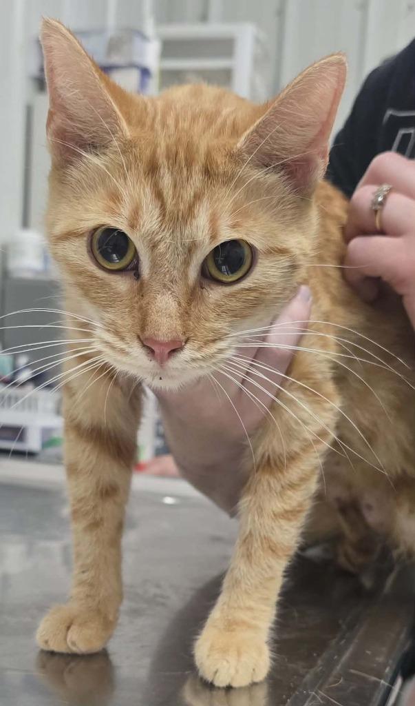 Sally, Adoptable, Young Female Domestic Short Hair.
