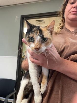 Enlarge Tiff, a Adoptable Domestic Short Hair in Violet, LA image 1/1