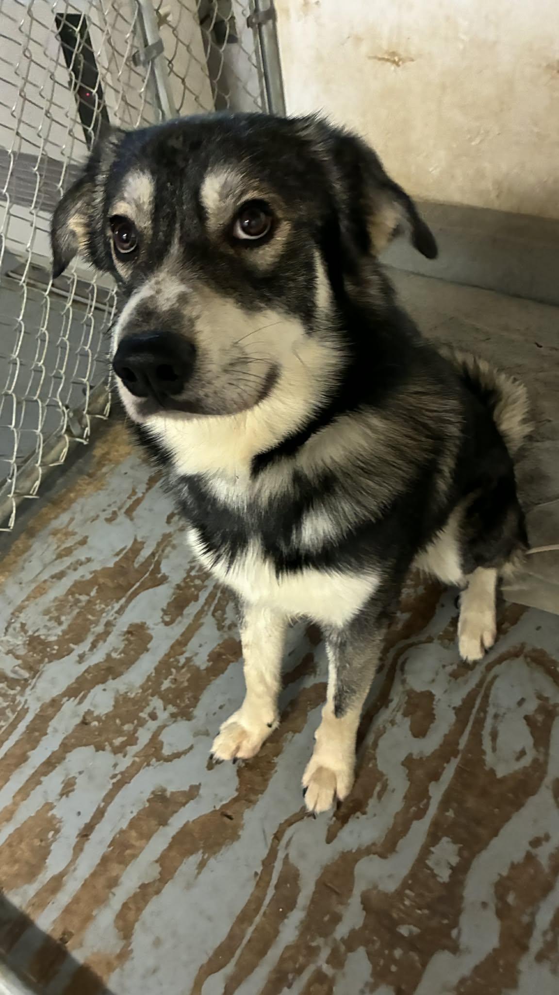 Enlarge Bandit, a Adoptable mixed breed in Delta Junction, AK image 3/3