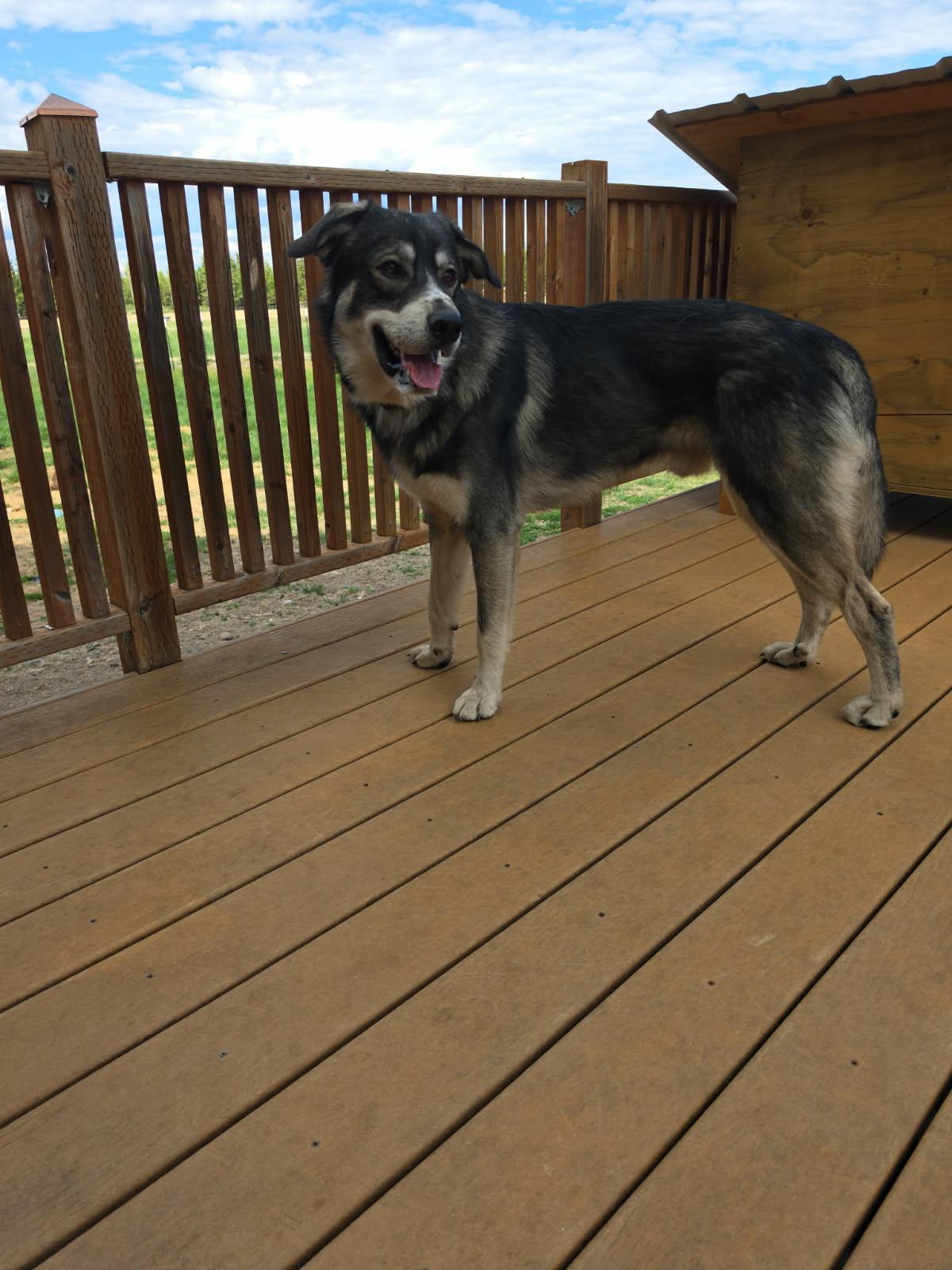 Bandit, Adoptable, Young Male Great Pyrenees & Husky.