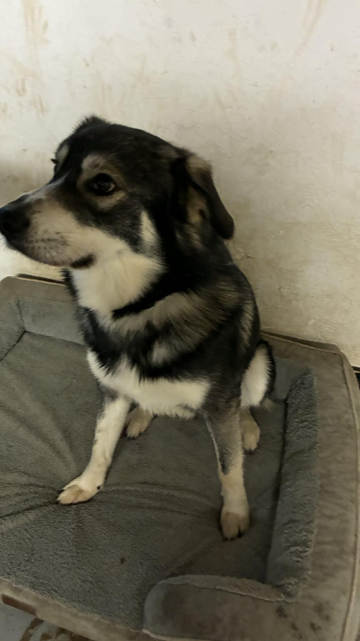 Enlarge Bandit, a Adoptable mixed breed in Delta Junction, AK image 2/3