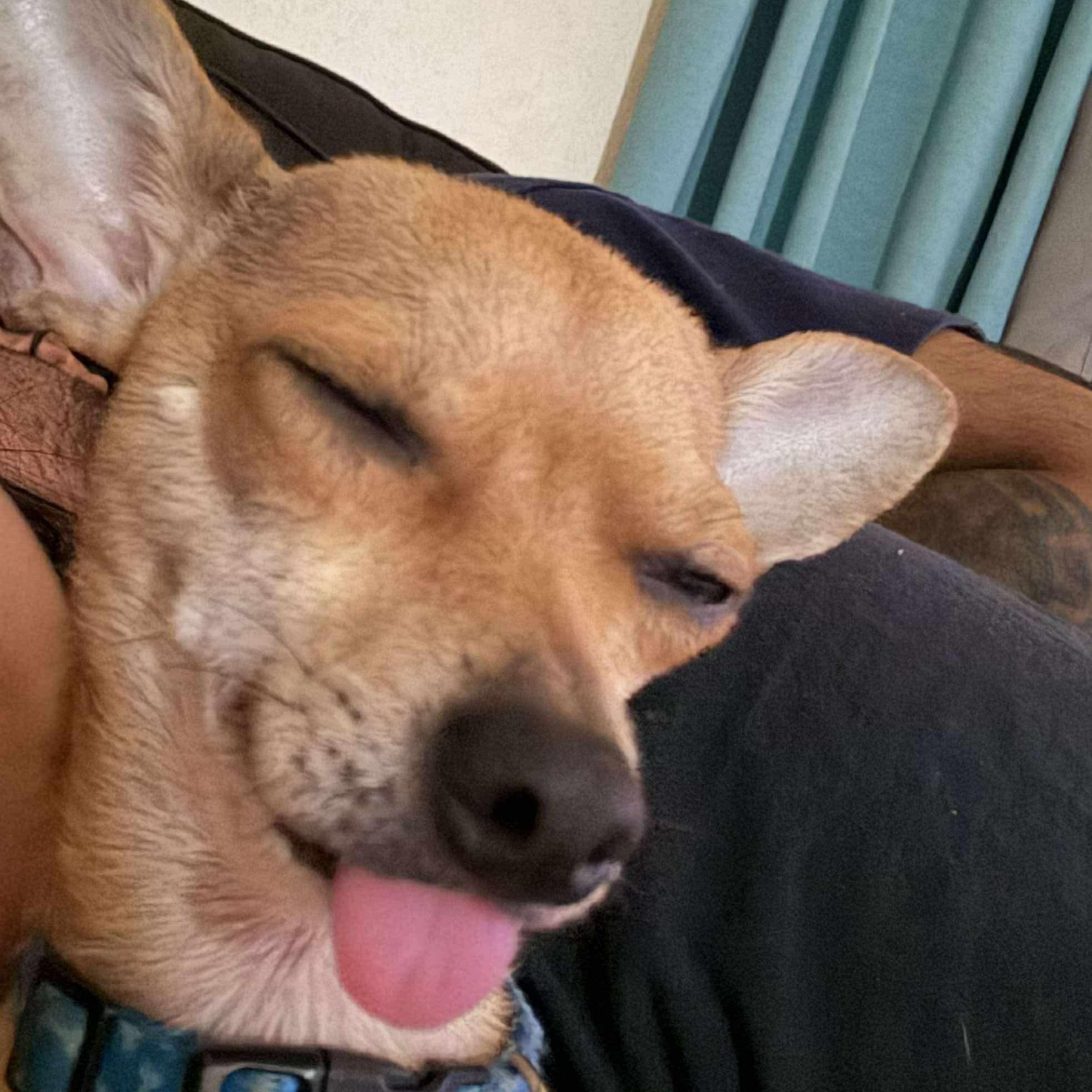 Enlarge Paco, an adopted Chihuahua in Seal Beach, CA image 1/6