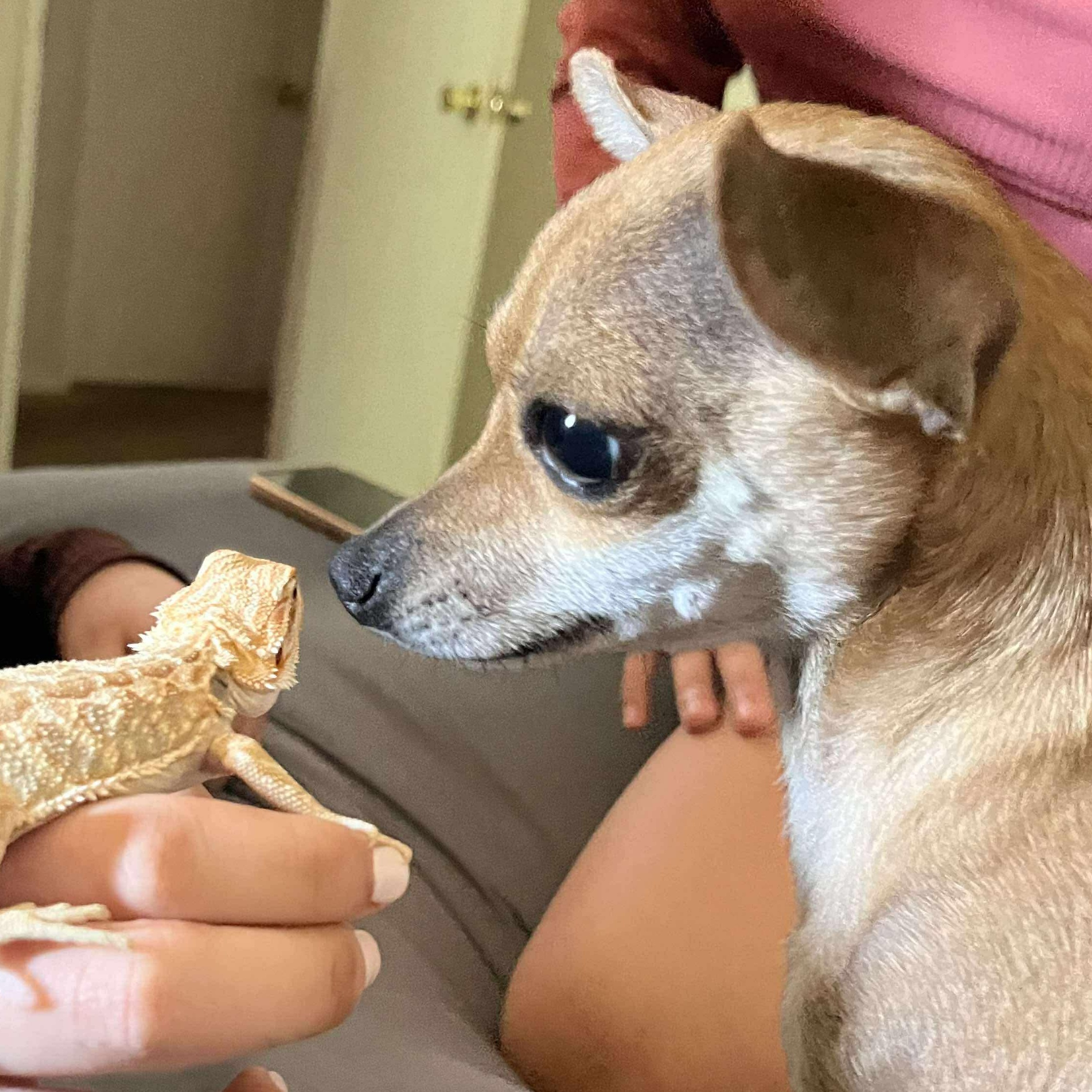 Enlarge Paco, an adopted Chihuahua in Seal Beach, CA image 2/6