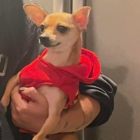 Enlarge Paco, an adopted Chihuahua in Seal Beach, CA image 3/6