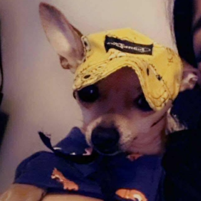 Enlarge Paco, an adopted Chihuahua in Seal Beach, CA image 4/6