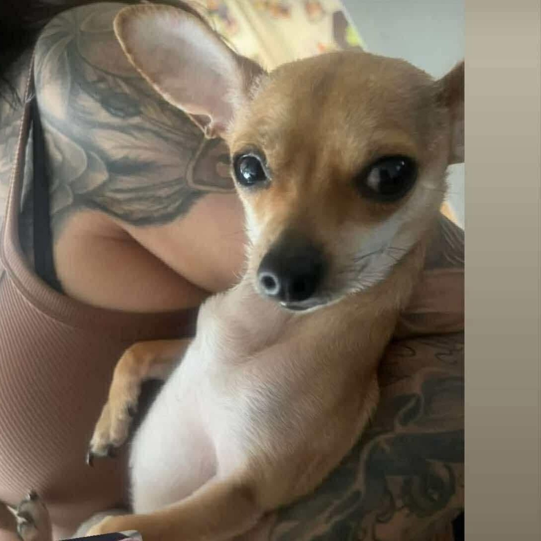 Enlarge Paco, an adopted Chihuahua in Seal Beach, CA image 5/6