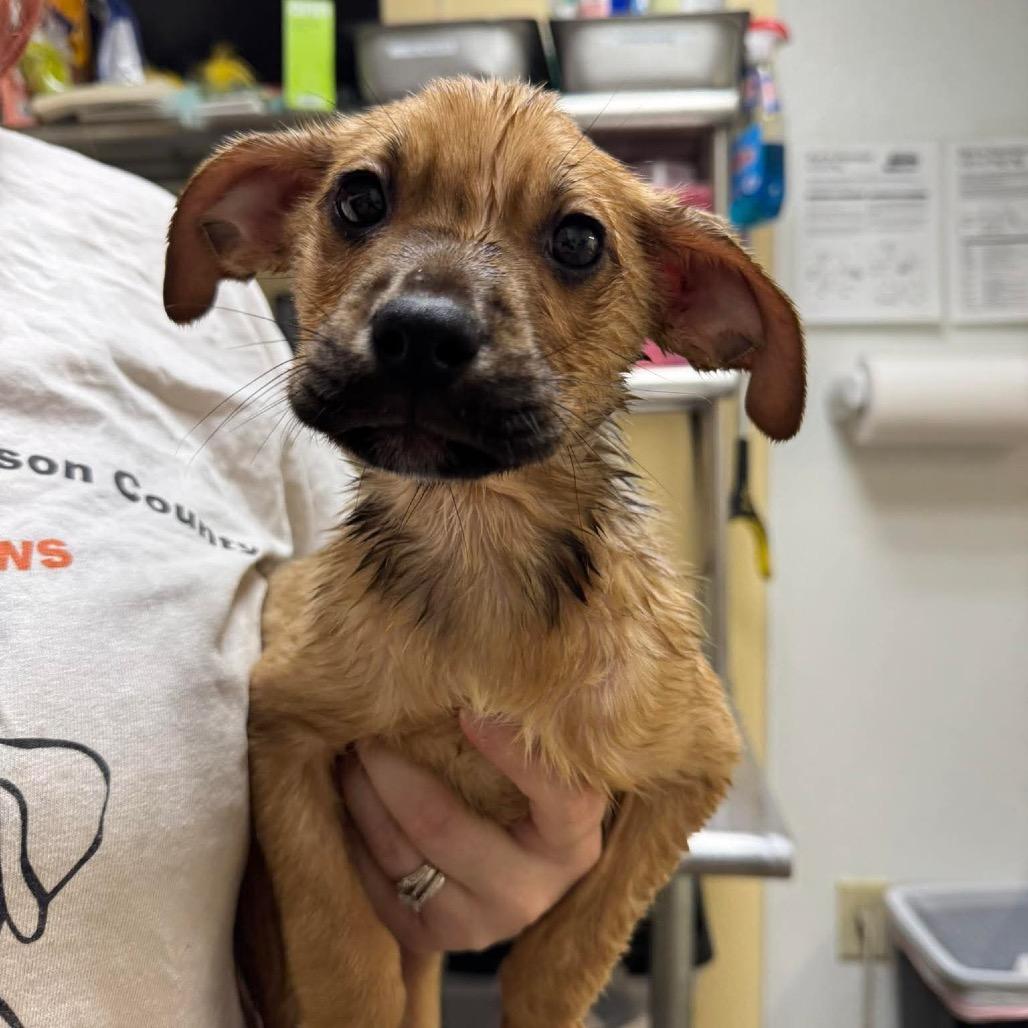 Goby, a Adoptable Mixed Breed in Shinnston, WV image 1/2