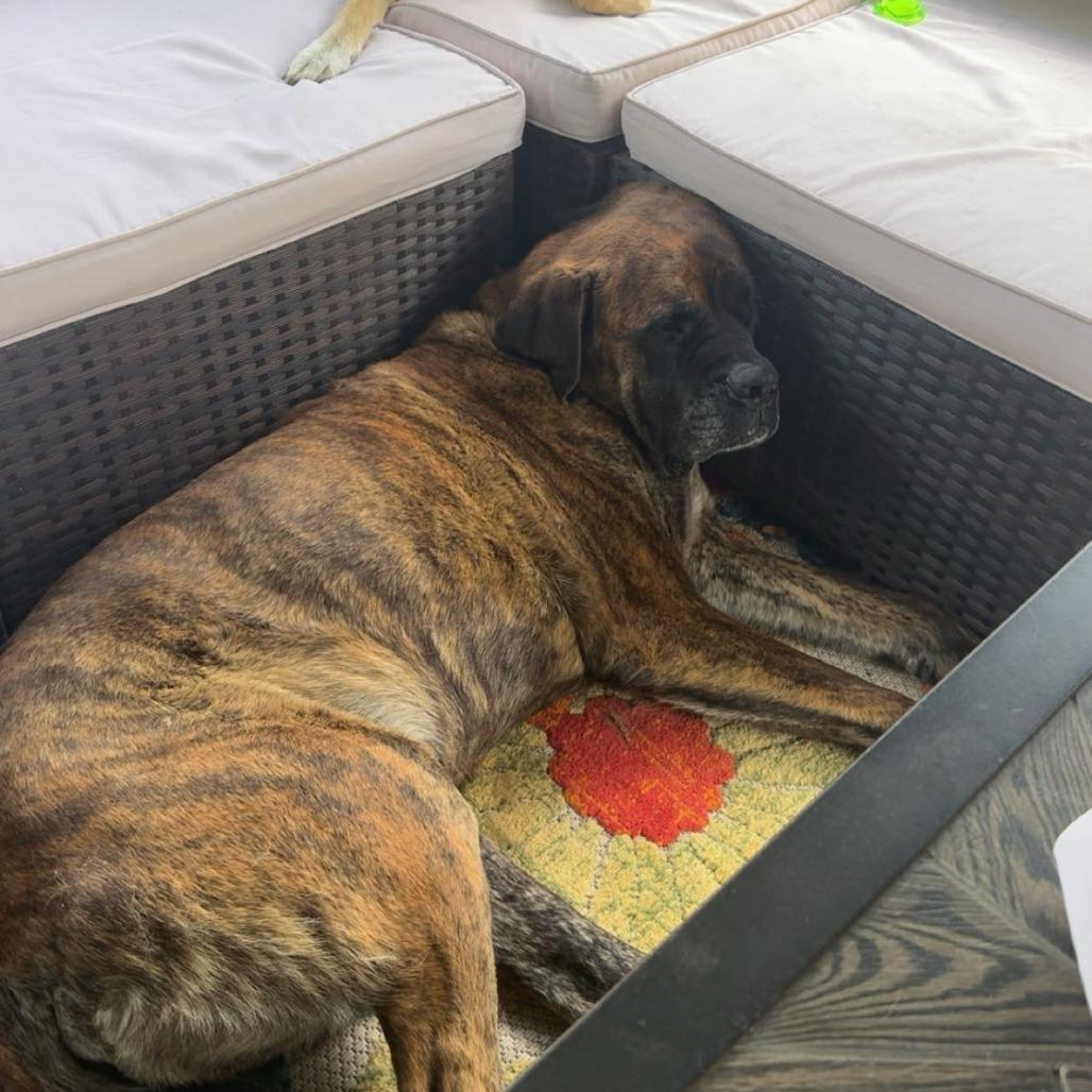 Moose, Adoptable, Senior Male Mastiff.