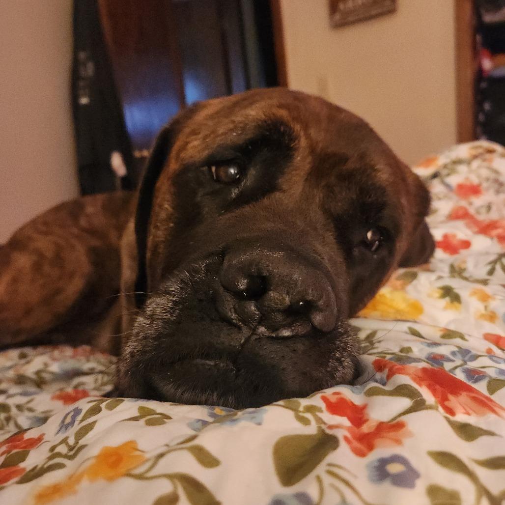 Enlarge Moose, a Adoptable Mastiff in Saint Cloud, MN image 3/5