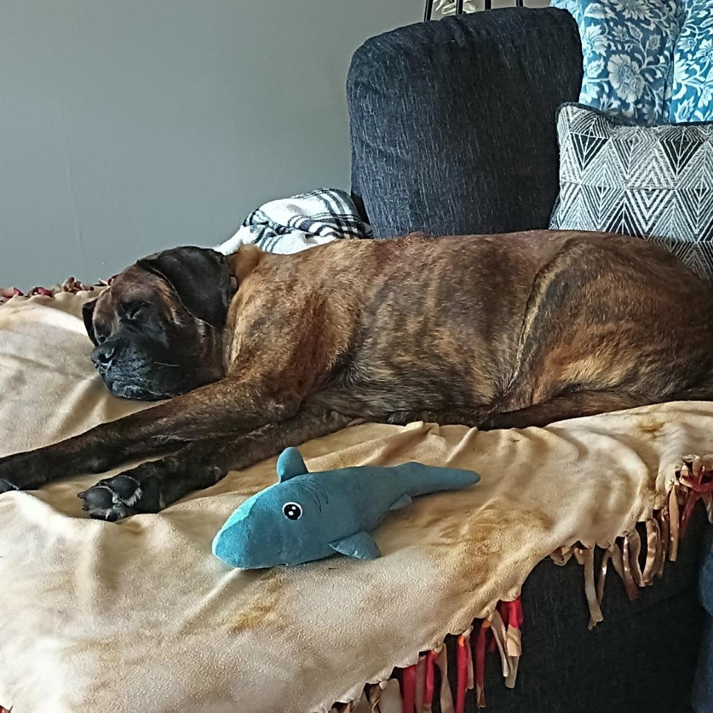 Enlarge Moose, a Adoptable Mastiff in Saint Cloud, MN image 4/5