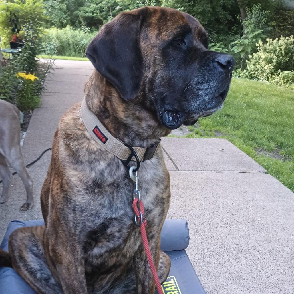 Enlarge Moose, a Adoptable Mastiff in Saint Cloud, MN image 5/5