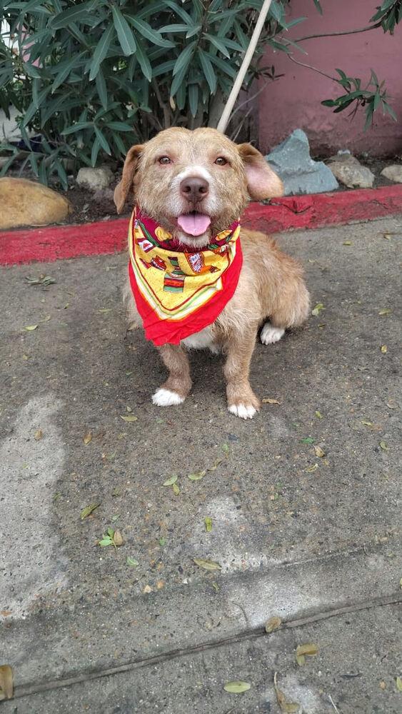 Dante, Adoptable, Adult Male Terrier.