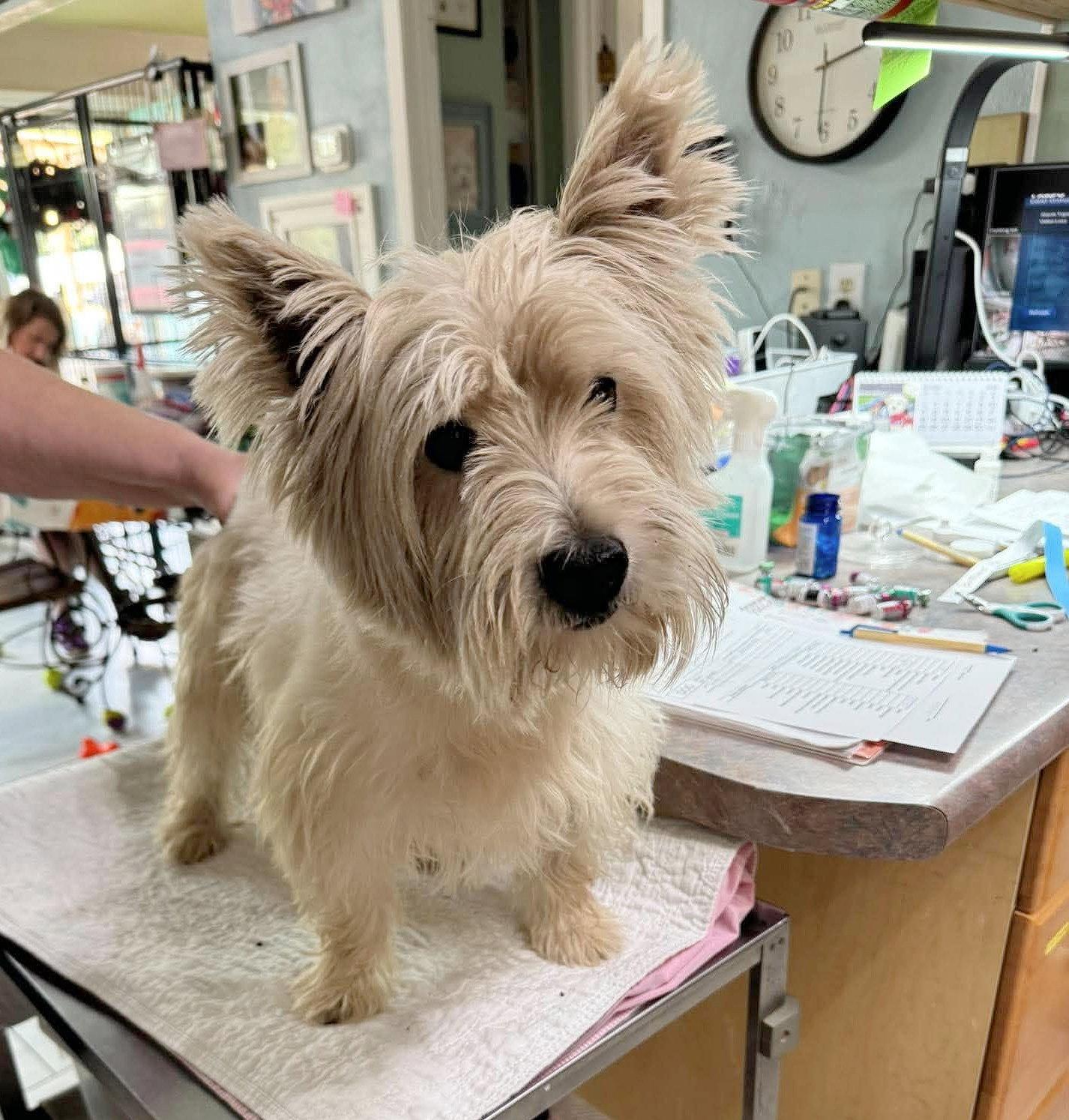 Bottoms Up (NOT YET AVAILABLE), Adoptable, Adult Male West Highland White Terrier / Westie.