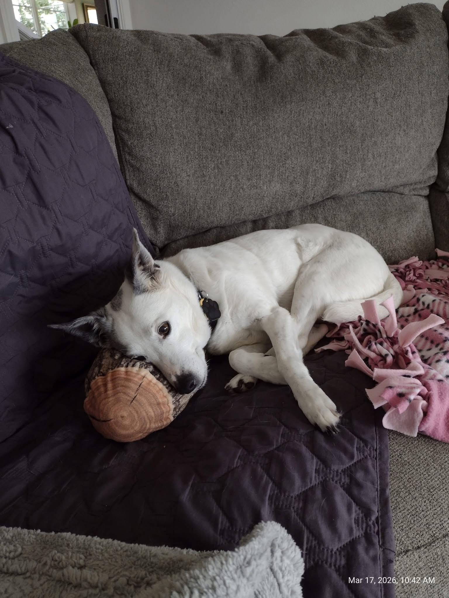 Enlarge Nanny, a ADOPTABLE Jack Russell Terrier in Beavercreek, OR image 2/6