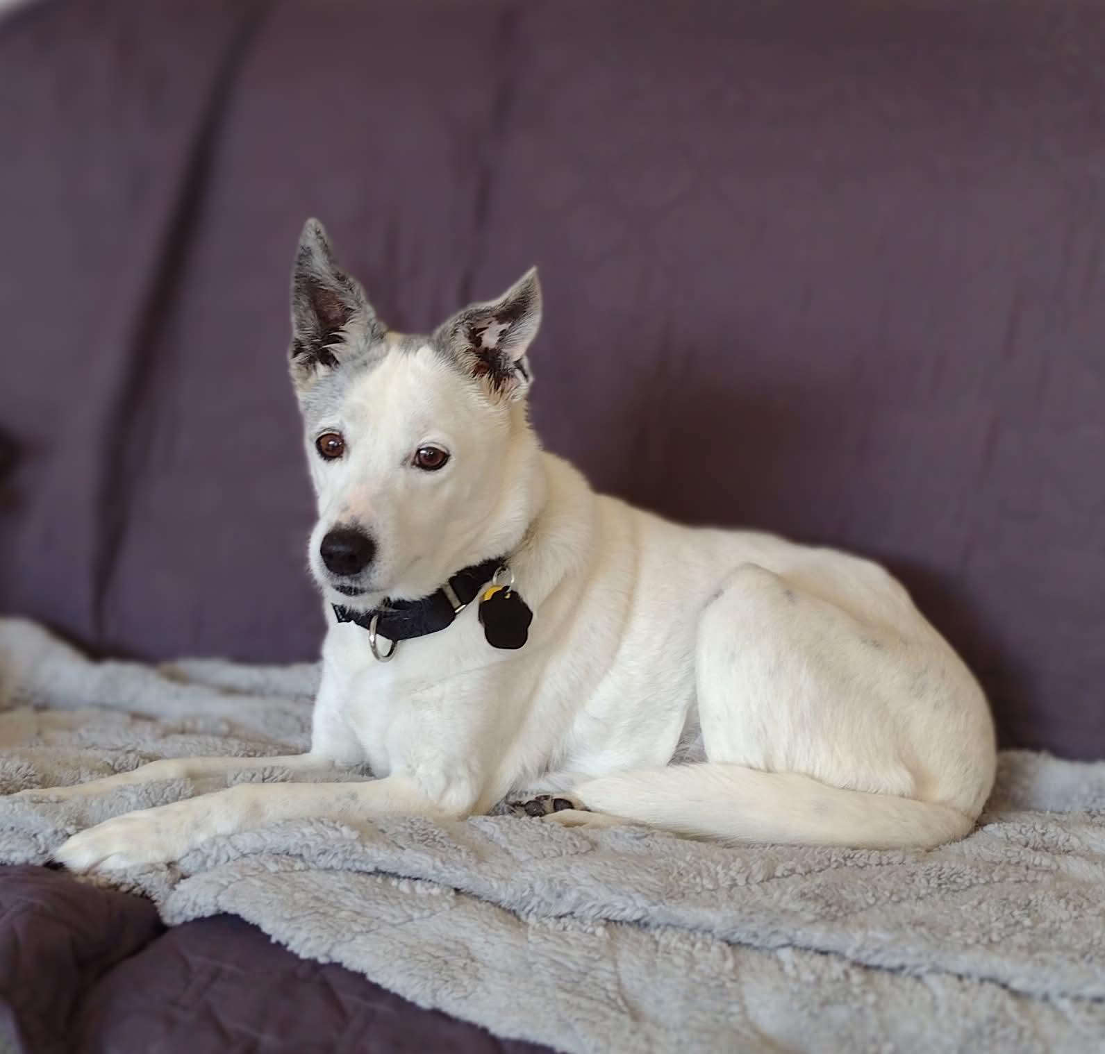 Nanny, ADOPTABLE, Senior Female Jack Russell Terrier.