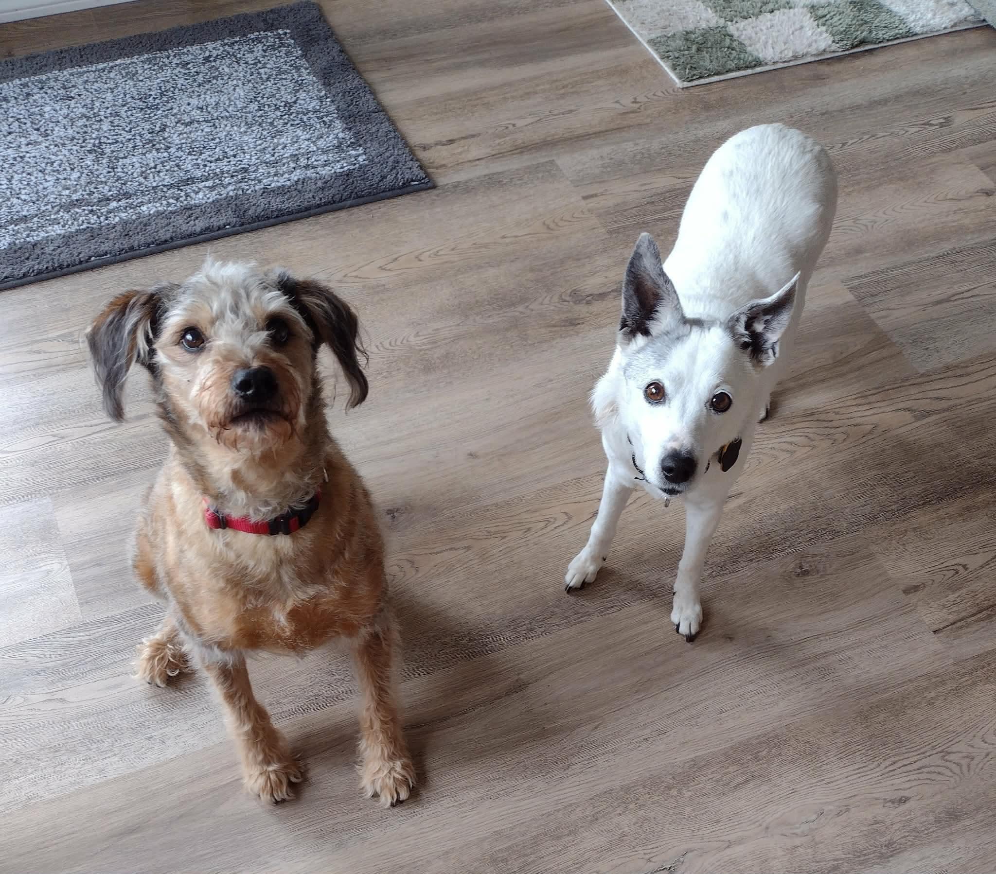 Enlarge Nanny, a ADOPTABLE Jack Russell Terrier in Beavercreek, OR image 5/6