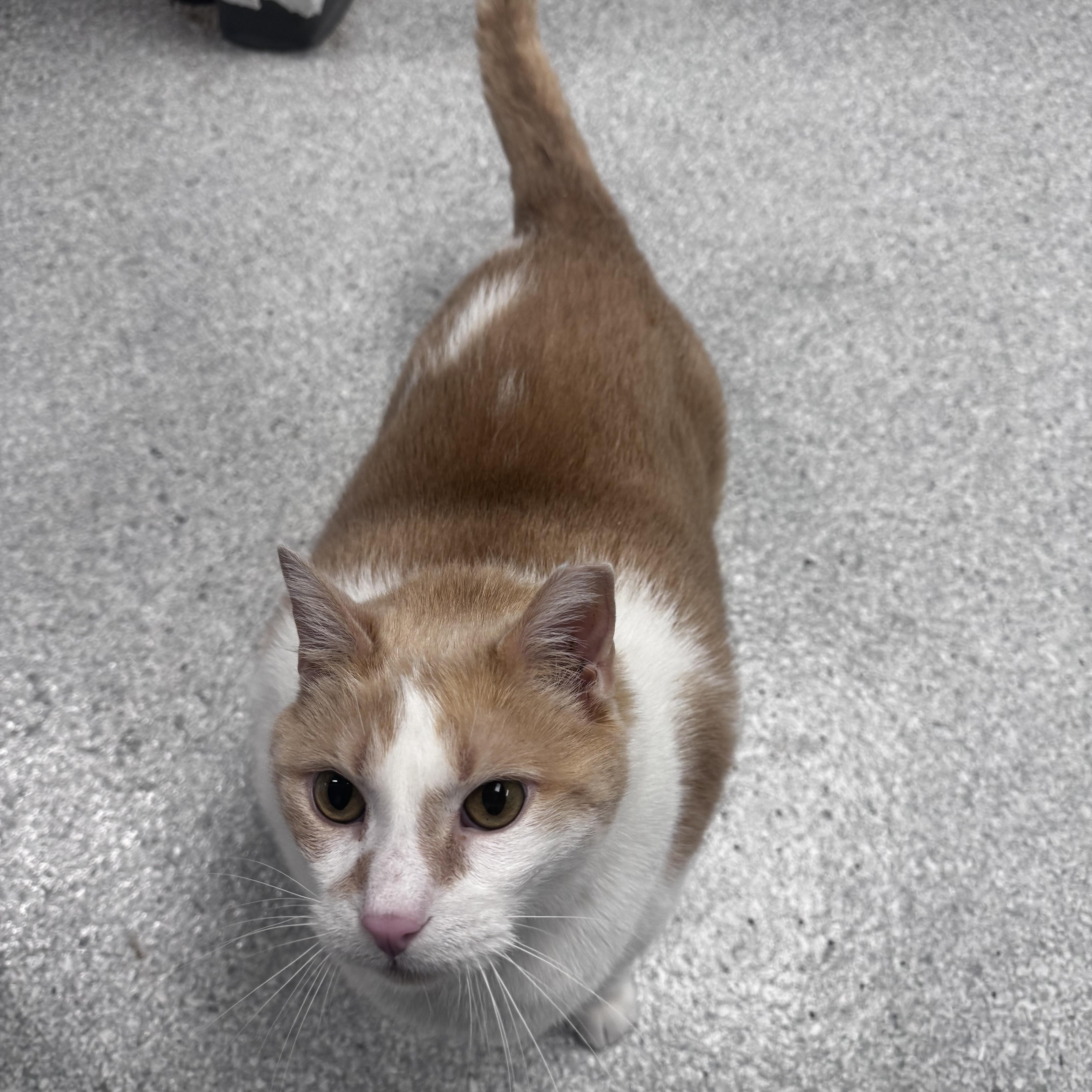 Fred, a ADOPTABLE Domestic Short Hair in Pottsville, PA image 3/3