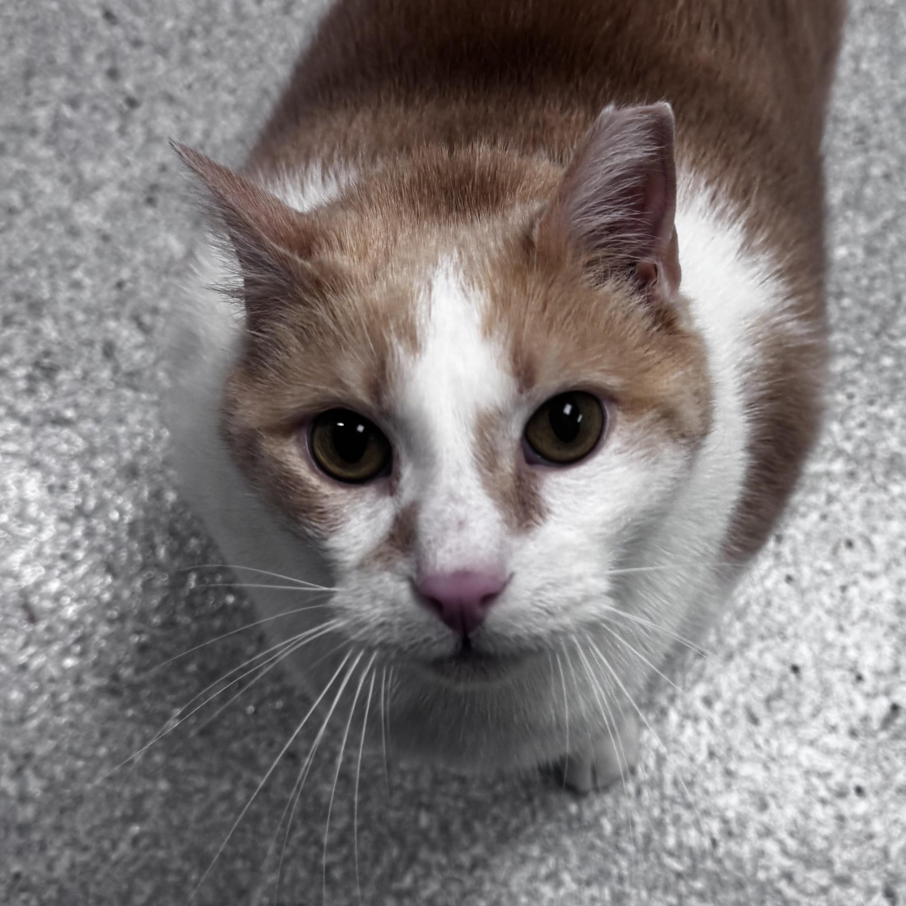 Fred, ADOPTABLE, Senior Male Domestic Short Hair.