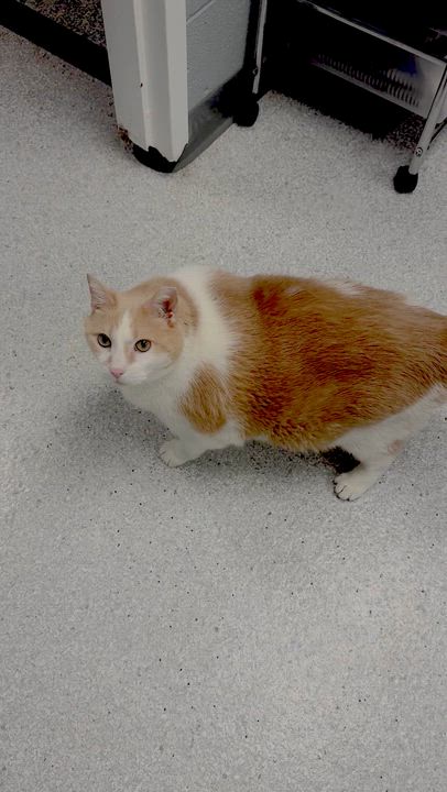 Enlarge Fred, a ADOPTABLE Domestic Short Hair in Pottsville, PA video 2/3